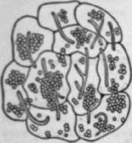 Fig. 6   Microsporon furfur