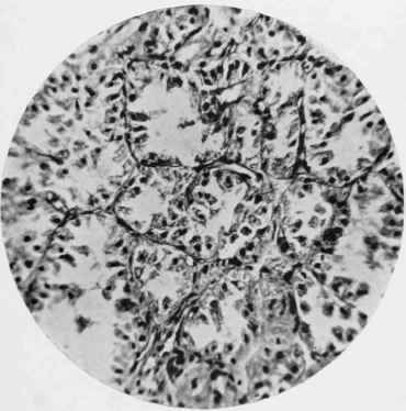 Thyroid Gland of Wild Rat.