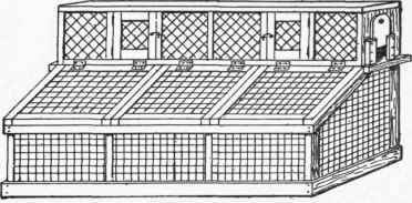 Squirrel House 199