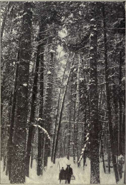 Fig. 19. White Pine Forest.