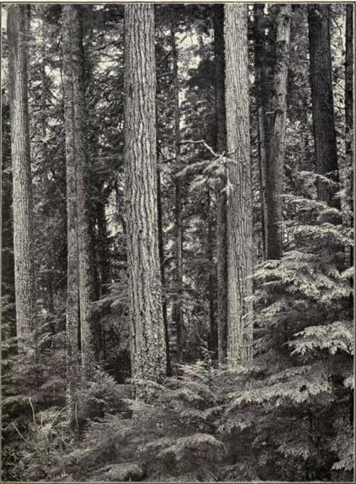 Fig. 20. Douglas Spruce Forest.
