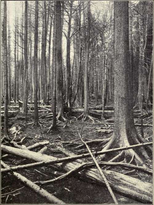 Fig. 21. Red Spruce and Balsam FIR KILLED by FIRE.
