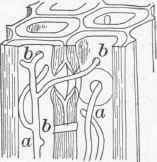 Fig. 17. Mycelium of fungus piercing wood cells a, filaments; b, holes formed by fungus.