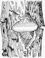 Fig. 19. Polypore growing on a living locust tree.