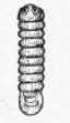 Fig. 21. Its larva.