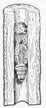 Fig. 22. Its pupa.