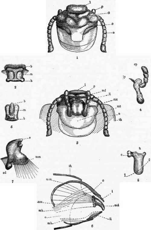 Fig. 23. Mouth parts of Zopherus Mexicanua.