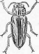 Fig. 24. Buprestid.