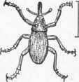 Fig. 25. Pine weevil.