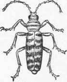 Fig. 26. Clytus.