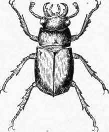 Fig. 28. Horn bug.