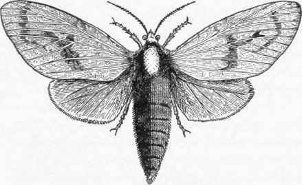 Fig. 30. Carpenter moth.
