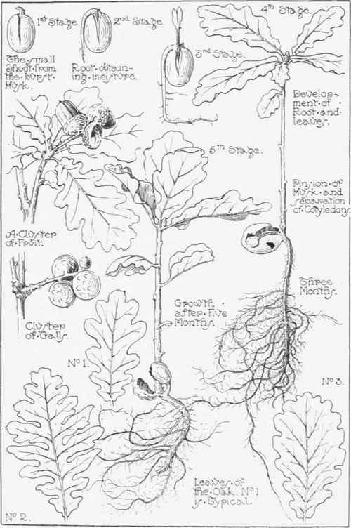 2 By Leaves 90