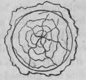 The Sphere And Various Forms In Hardwood And Ivory 400326