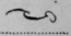 Irregular Phrases Of General Utility Continued 1057
