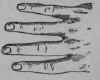 B The Conical Fingers 22