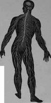 Man's Nerve System