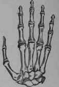 The Hand As A Whole 6