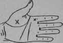 VII Lines And Signs On The Mount Of Venus 205