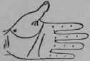 VII Lines And Signs On The Mount Of Venus 210