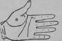 VII Lines And Signs On The Mount Of Venus 219