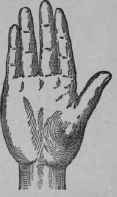 VII The Signatures Of The Mount Of Venus 232