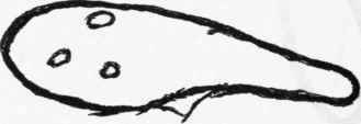 No. 6. Reproduction.