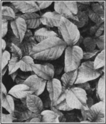 Poison Ivy
