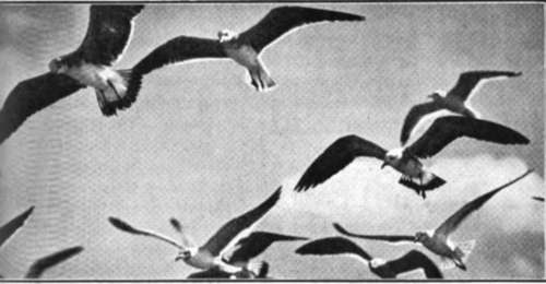 Sea Gulls