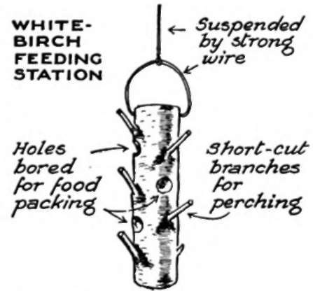 This Novel Feeding Station Proved To Be Very Popular With Birds