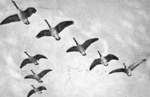 Wild Geese In Flight