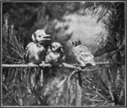 Young Bluejays Hold A Conference