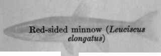 I The Importance Of Minnows And Their Allies For G 11