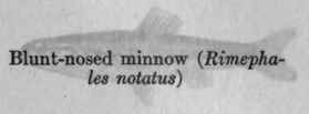 I The Importance Of Minnows And Their Allies For G 12