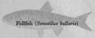 I The Importance Of Minnows And Their Allies For G 14
