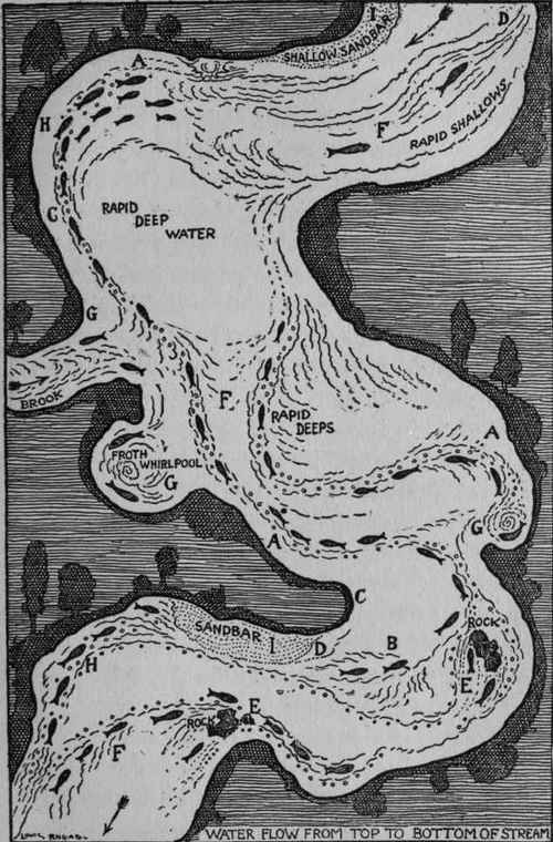 Plan of current formations in a winding stream the haunts trout choose to lie in in wait for passing food