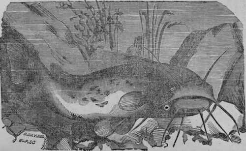 Cat Fish