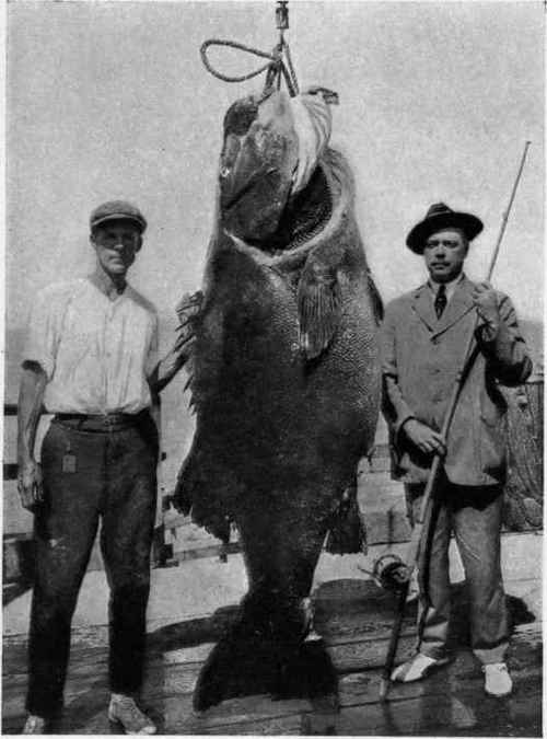 RECORD GIANT BASS 493 pounds. Mr. N. A. Howard.