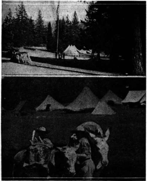 Tents among the redwoods