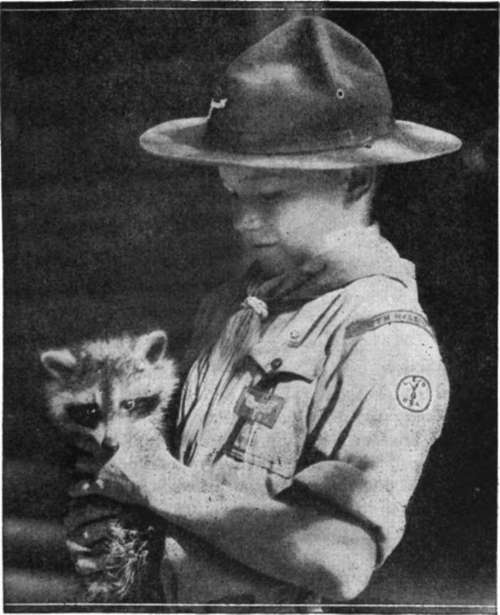 This young Lone Scout has his pet raccoon