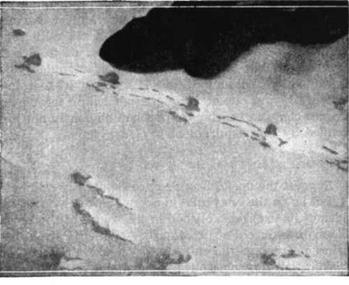 new fallen snow is criss crossed with tiny foot prints