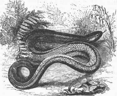 Blindworm (Anguis fragilis).
