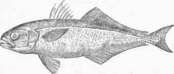 Bluefish (Temnodon saltator).