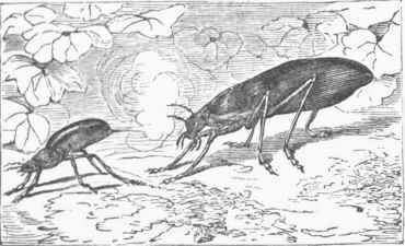 Bombardier Beetle (Brachinus crepitans).