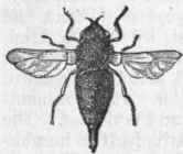 Bot Fly.