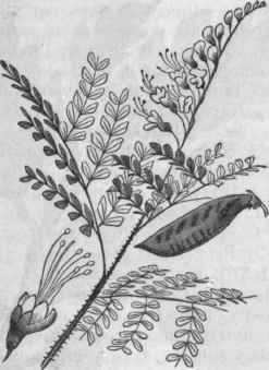 Brazil Wood Leaves, Flower, and Fruit.