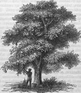 Breadfruit Tree.