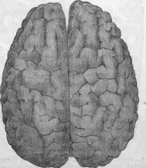 Cerebral Hemispheres, viewed from above.