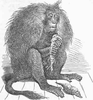 Gelada (G. Ruppellii).