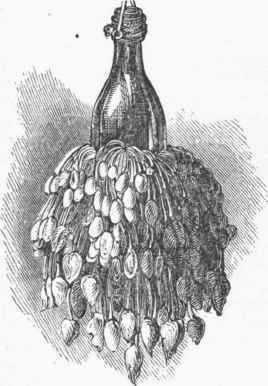 Goose Barnacles on a bottle.